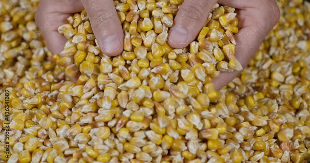 Slow Motion Dried Corn Grains Falling on Hands Farmer Texture Background Close Up. GMO Corn Kernels Maize Macro Shot. Organic Healthy Food. Slow Motion Farmer Holding Organic Corn Maize in Hands Slow Motion Dried Corn Grains Falling on Hands Farmer Texture Background Close Up. GMO Corn Kernels Maize Macro Shot. Organic Healthy Food. Slow Motion Farmer Holding Organic Corn Maize in Hands