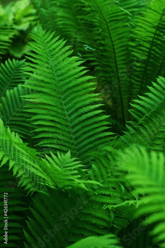 Pouring sapling close-up. Fern bush. Leafing a sapling in the forest. tropical green leaves. bright fern leaves.