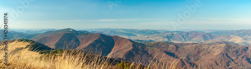 Fototapeta Naklejka Na Ścianę i Meble -  Panorama hills mountain. Yellowed tall grass close-up on hillside, dark green fir trees against backdrop mountains blue haze. Nature Carpathians, Ukraine.