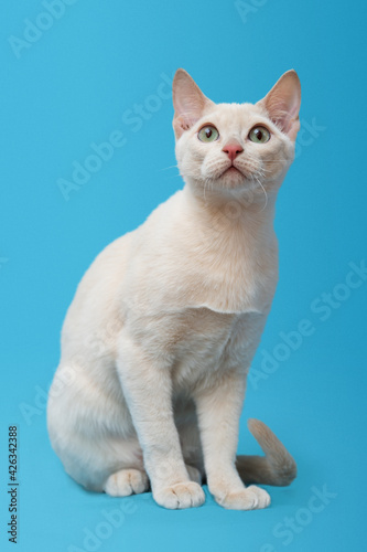 Young purebred tonkinese cat of a fawn mink color on the blue background