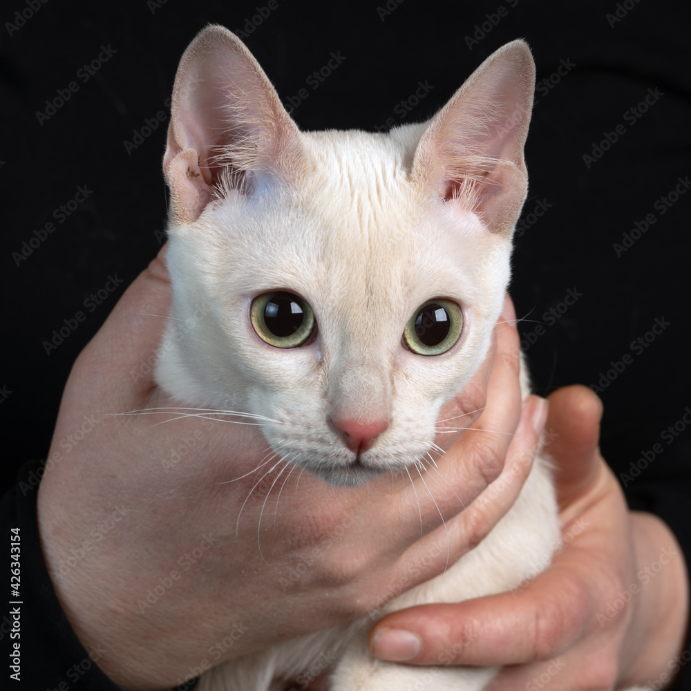 Close up of an young tonkinese cat of a fawn mink color in female hands on the dark black background