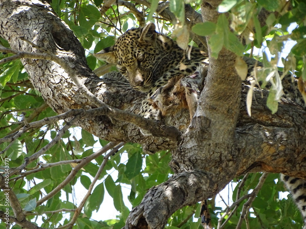 a leopard with its prey on a tree a leopard with its prey on a tree