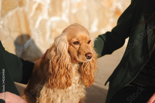 Happy red cocker spaniel puppy portrait outdoors in summer.