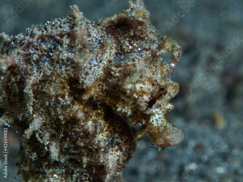 Short snouted seahorse (Hippocampus hippocampus) in its natural environment © A. Martin UWphoto