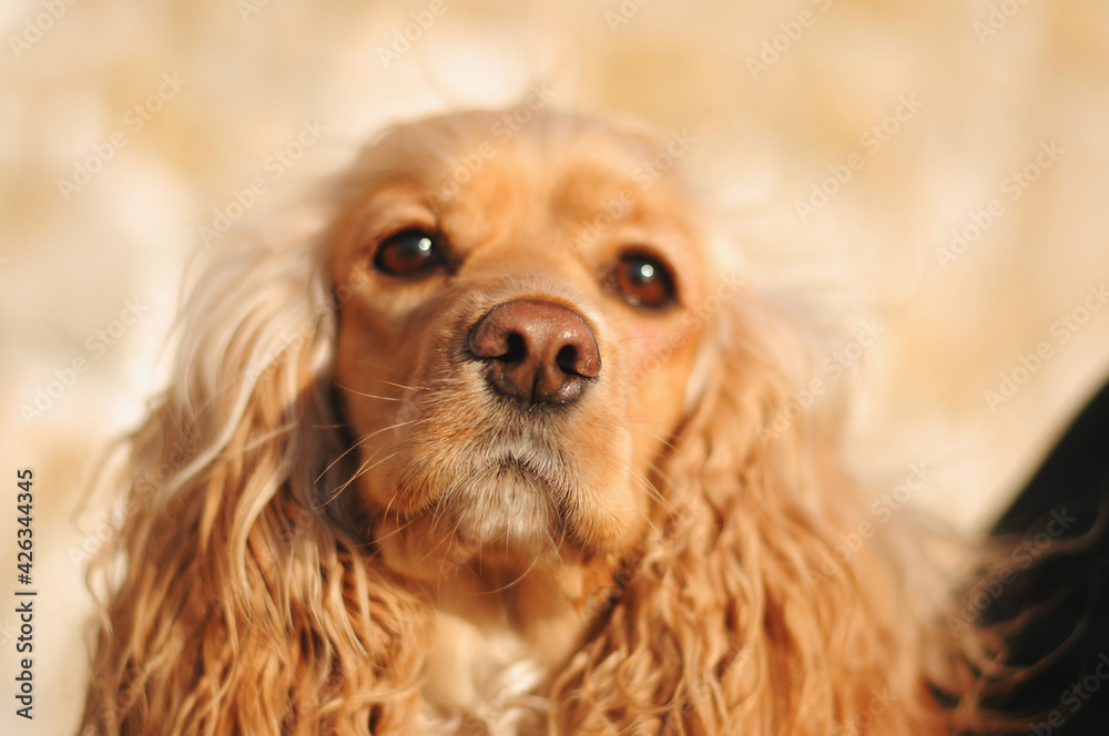 Happy red cocker spaniel puppy portrait outdoors in summer.