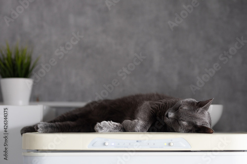 gray fluffy cat sleeping on the fridge