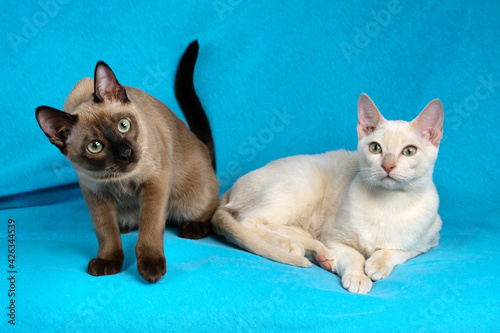 Tablou pe pânză Two young tonkinese cats of fawn and seal mink colors on the blue cloth backgrou