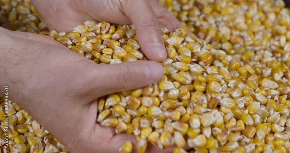 Slow Motion Dried Corn Grains Falling on Hands Farmer Texture Background Close Up. GMO Corn Kernels Maize Macro Shot. Organic Healthy Food. Slow Motion Farmer Holding Organic Corn Maize in Hands Slow Motion Dried Corn Grains Falling on Hands Farmer Texture Background Close Up. GMO Corn Kernels Maize Macro Shot. Organic Healthy Food. Slow Motion Farmer Holding Organic Corn Maize in Hands