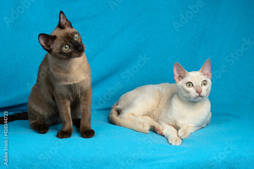 Foto Two young tonkinese cats of fawn and seal mink colors on the blue cloth backgrou
