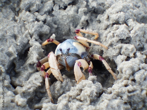 Blue soldier crab close up on sand photo
