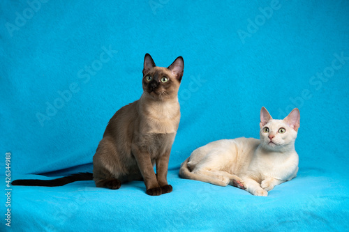 Tablou pe pânză Two young tonkinese cats of fawn and seal mink colors on the blue cloth backgrou