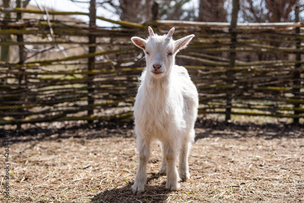 white ridiculous kid is grazed on a farm, on a green grass white ridiculous kid is grazed on a farm, on a green grass