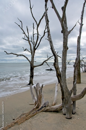 Dead trees in sea in Botany Bay Plantation Heritage Preserve and Wildlife Management Area on Edisto Island in South Carolina USA