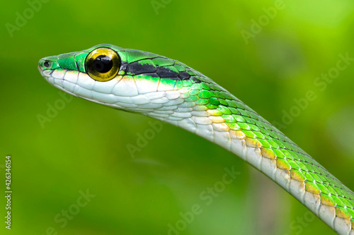 Parrot snake, Satiny Parrot Snake, Leptophis depressirostris, Tropical Rainforest, Corcovado National Park, Osa Conservation Area, Osa Peninsula, Costa Rica, Central America, America