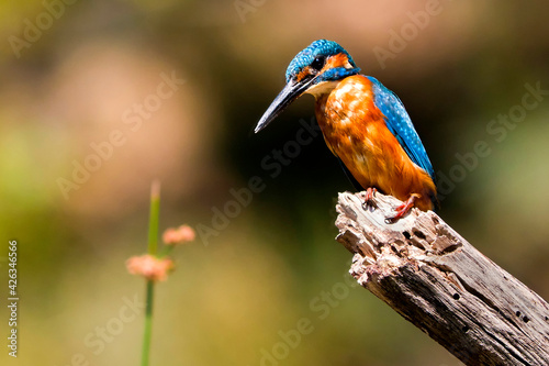 Kingfisher, Alcedo athis,Tajo River, Monfrague National Park, ZEPA, Biosphere Reserve, Caceres Province, Extremadura, Spain, Europe photo
