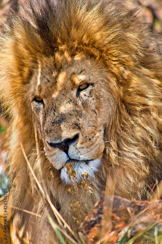 Lion, Panthera Leo, Wildlife Reserve, South Afica, Africa