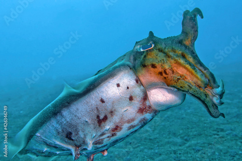 Cuttlefish, Broaoclub Cuttlefish, Sepia latimanus, Lembeh, North Sulawesi, Indonesia, Asia photo