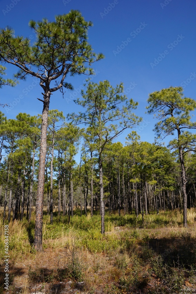 Carolina Beach State Park in North Carolina USA