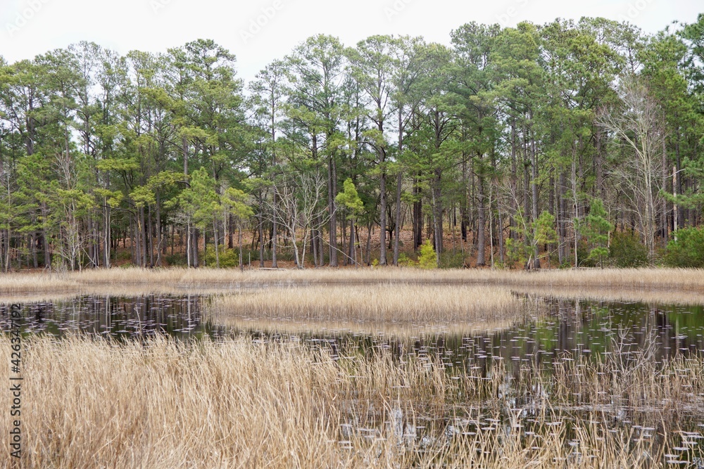 Obraz premium Carolina Beach State Park in North Carolina USA