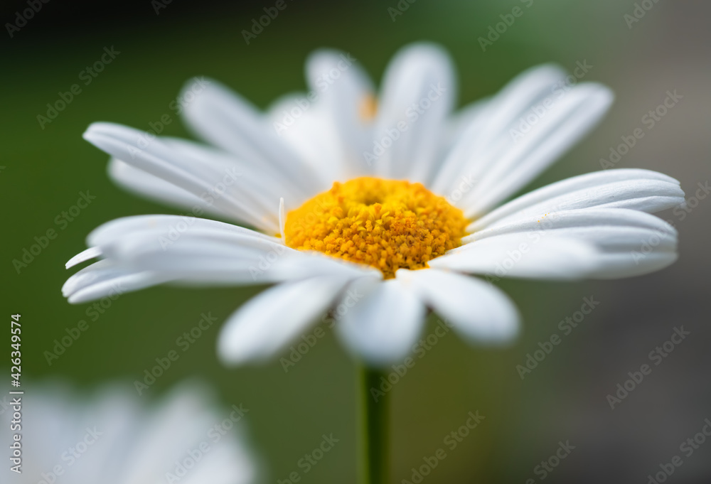 Obraz premium Leucanthemum vulgare Margerite Blume Blüte blauer Himmel Freisteller isoliert Symbol Liebe Sonne Sommer Frühling Makro Selektive Schärfe Fokus Garten Pflanze weiß gelb Silhouette seitlich Kontur