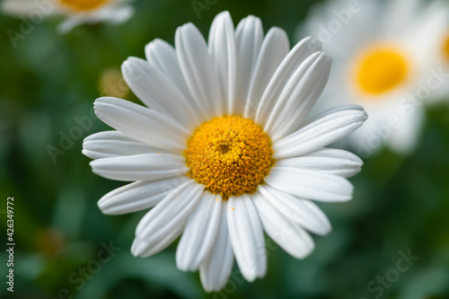 Margerite Leucanthemum vulgare Blume Bl  te blauer Himmel Freisteller isoliert Symbol Liebe Sonne Sommer Fr  hling Makro Selektive Sch  rfe Fokus Garten Pflanze wei   gelb Symbol Daisy Sauerland 