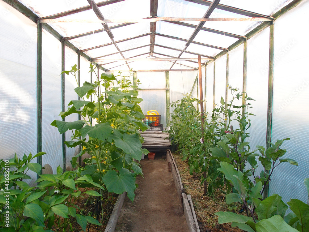 Greenhouse for growing vegetables.