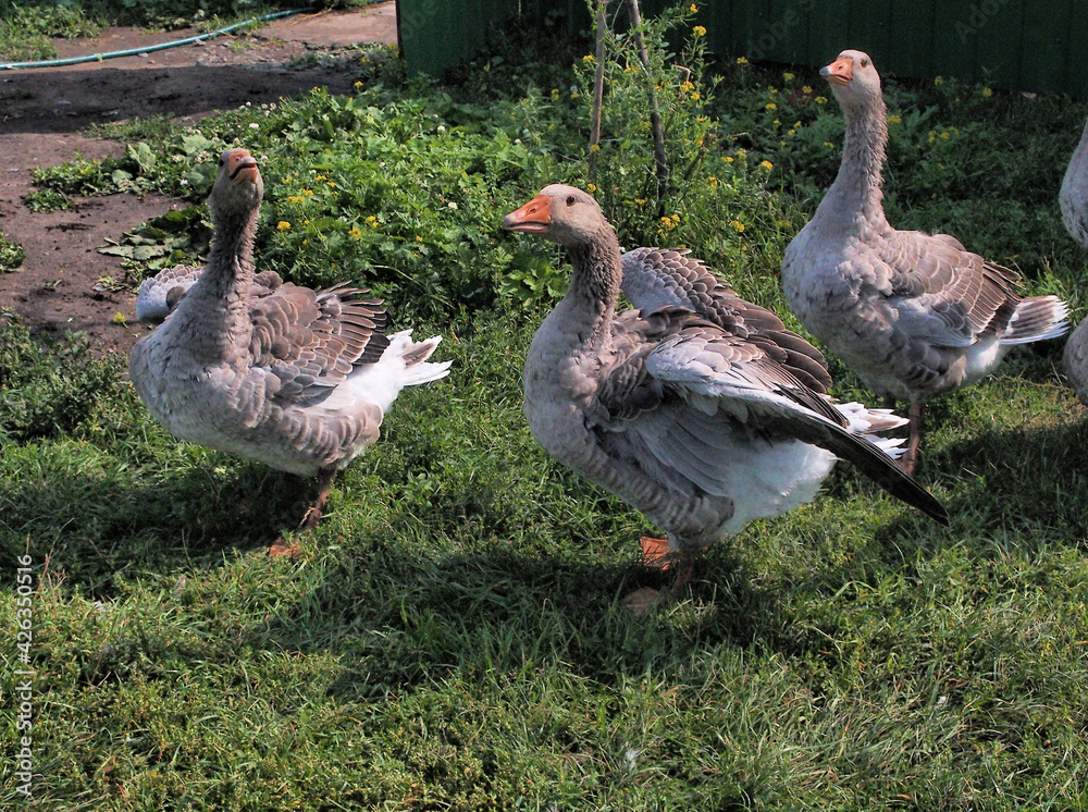 A flock of domestic geese