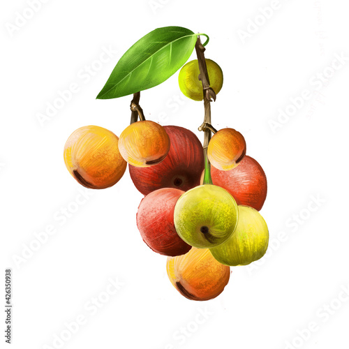 Cluster fig isolated on white background. Ficus racemosa. Ficus glomerata. Species of plant in Moraceae. Cluster fig tree, Indian fig tree or goolar gular fig. Fruits of world collection. Digital art photo