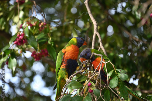 Two rainbow lorikeets in a tree full of berries, with one lorikeet leaning against against a branch
