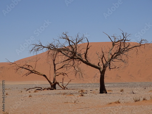 dune 45 in sossusvlei