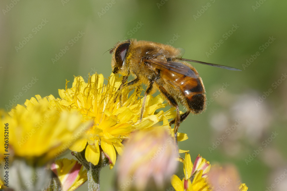 Common drone fly (Eristalis tenax) on a flower