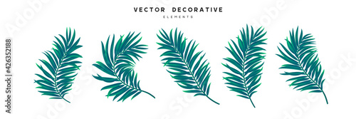 Set of palm leaves isolated on white background. Exotic tropical leaves for summer jungle design. Vector illustration.