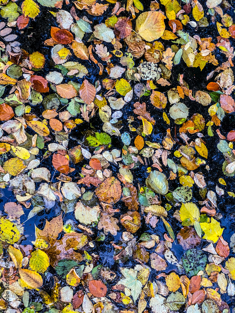 Dead Fallen leaves floating at the surface of the water Dead Fallen leaves floating at the surface of the water