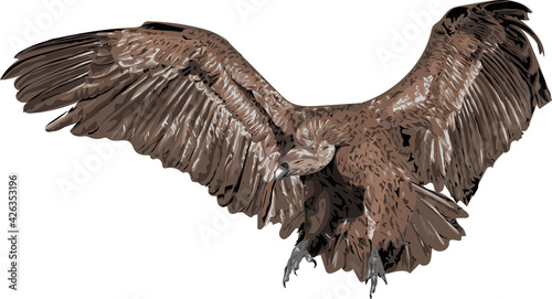 Vulture - realistic digital art 