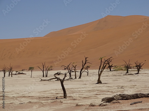 dead vlei in sossusvlei in namib desert