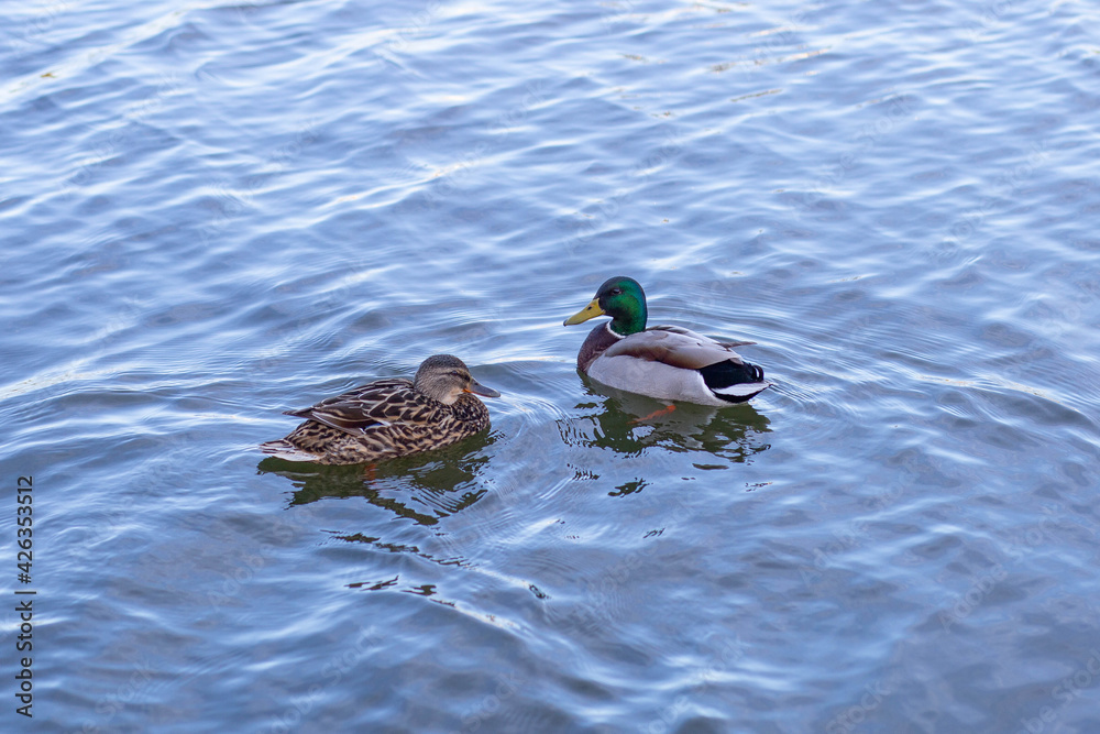 Wild waterfowl ducks swim on a clean lake on a sunny summer day in Russia Wild waterfowl ducks swim on a clean lake on a sunny summer day in Russia