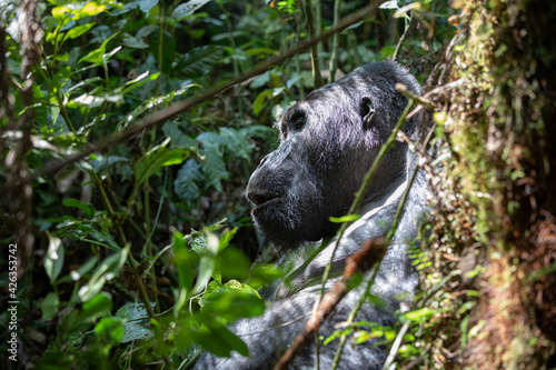 gorila východní nižinná photo