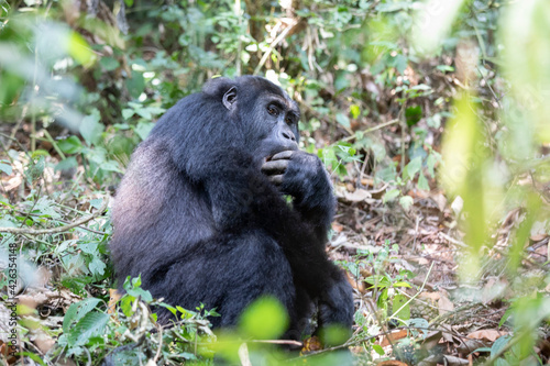 gorila východní nižinná © Ondrej