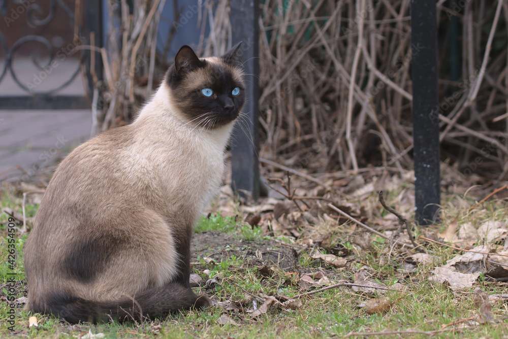 A beautiful beige cat with blue eyes carefully examines the surroundings of the city park. Domestic cat outdoors. Pet. Close-up.