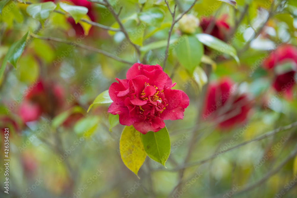 華 華