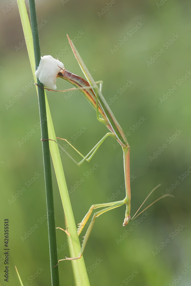 Jeweled Flower Mantis on Wild Flowers