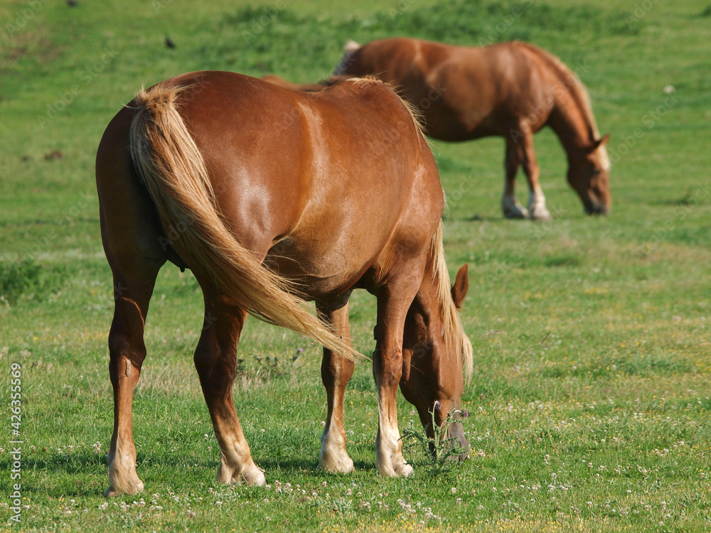 Rare Breed Suffolk Horses Rare Breed Suffolk Horses