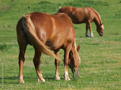 Rare Breed Suffolk Horses