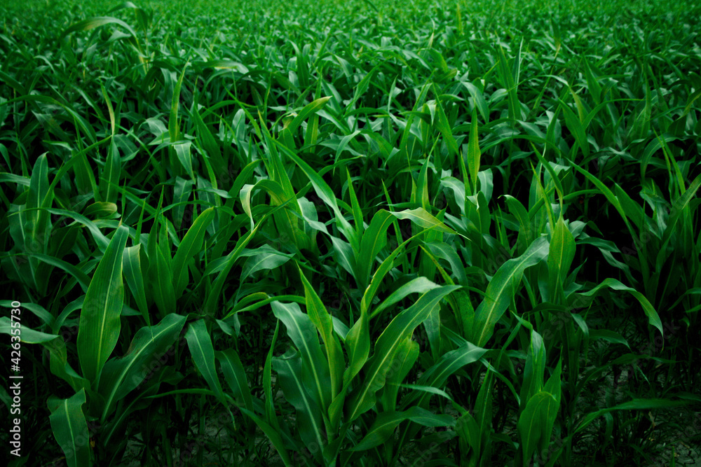 Obraz premium green field