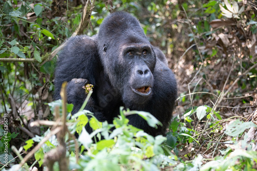 gorila východní nižinná © Ondrej