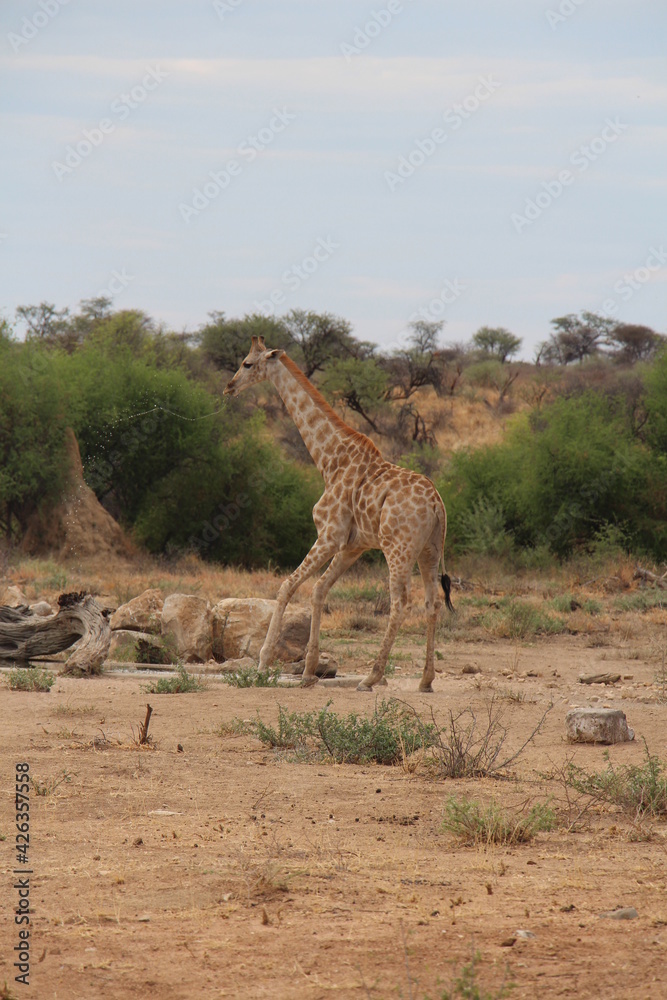 Fototapeta premium a giraffe with bird on it