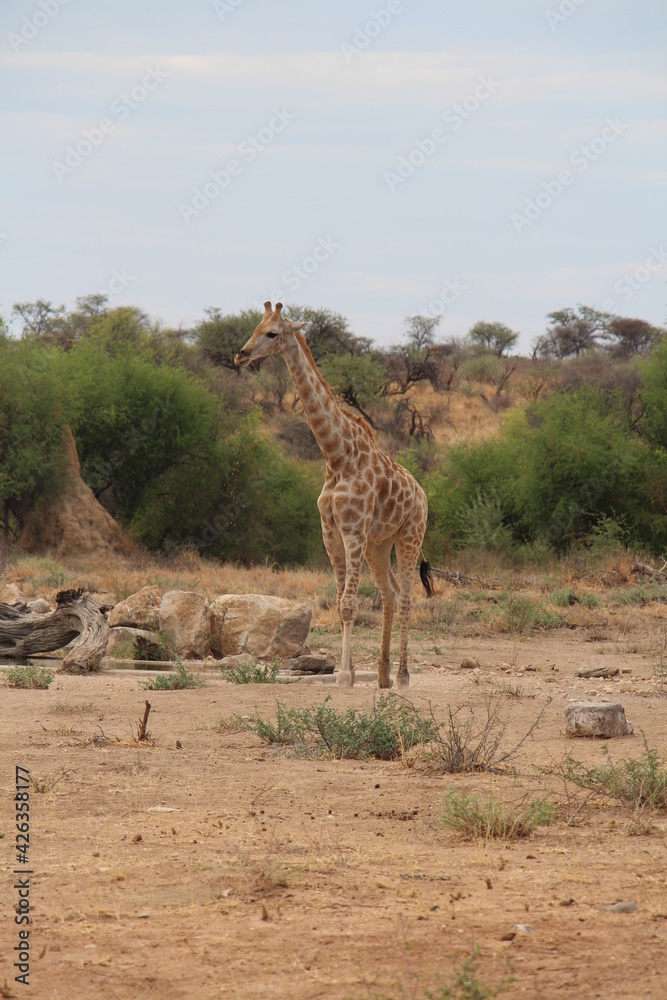 Obraz premium a giraffe with bird on it