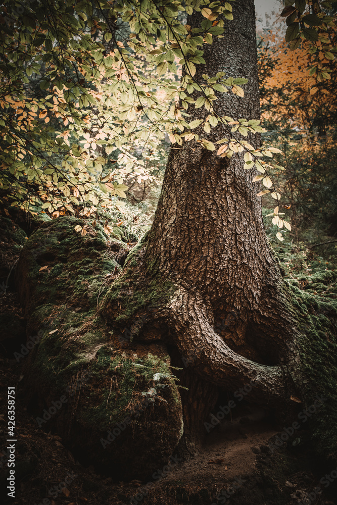 Obraz premium Polenztal