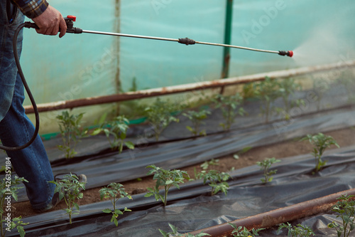 Man sprays fertilizer in a greenhouse on tomatoes. Poor equipment