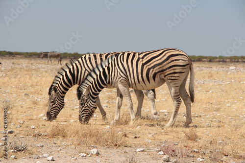 animal in a nationalpark in namibia